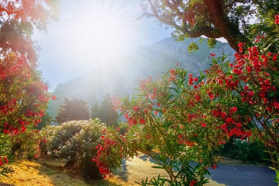 Why do plants flower earlier in a warming world? •