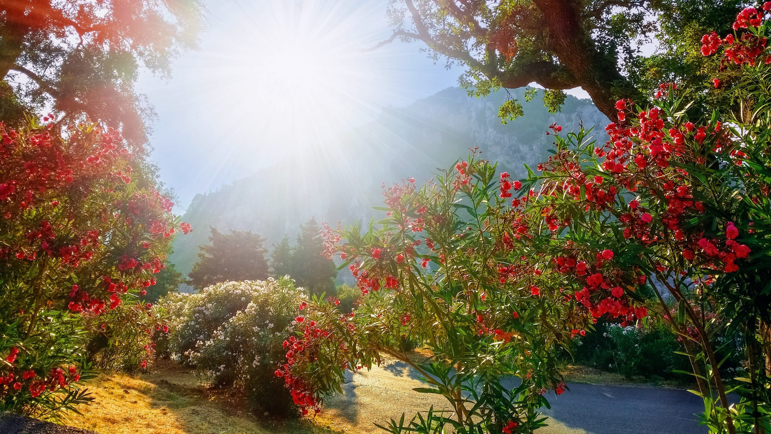 Why do plants flower earlier in a warming world?