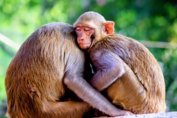 Same-sex sexual behavior is very prevalent and linked to evolutionary