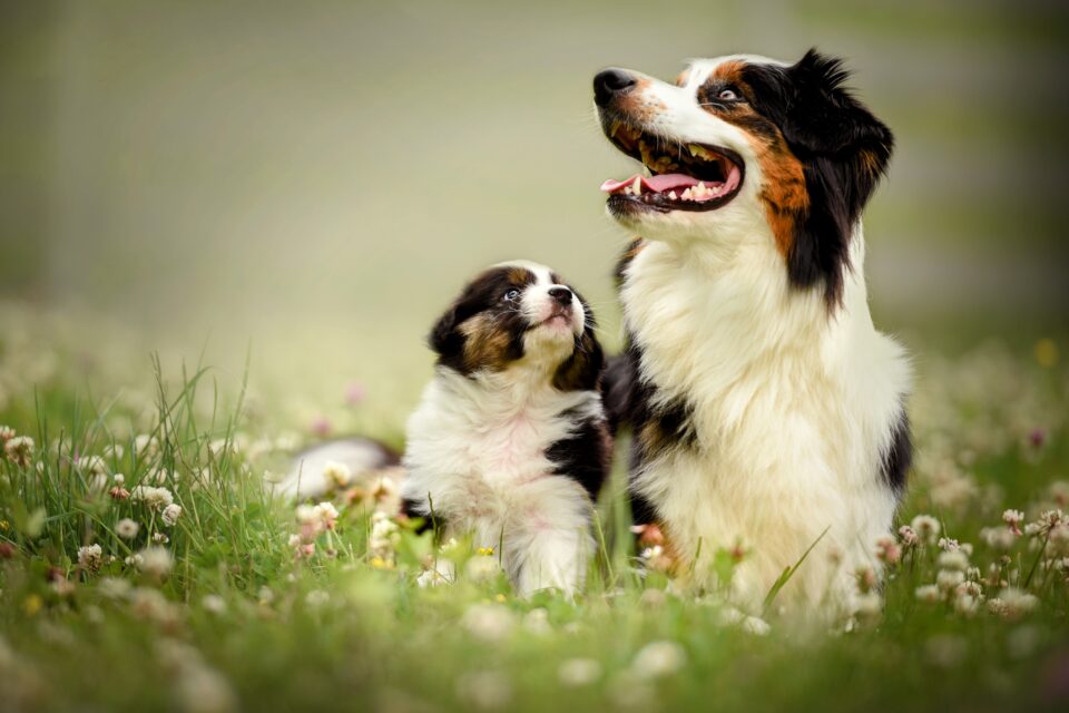 Dogs have memories of their relatives, but you can help by making them