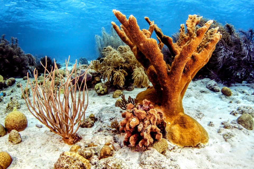 Favorable conditions offer hope for endangered elkhorn coral •