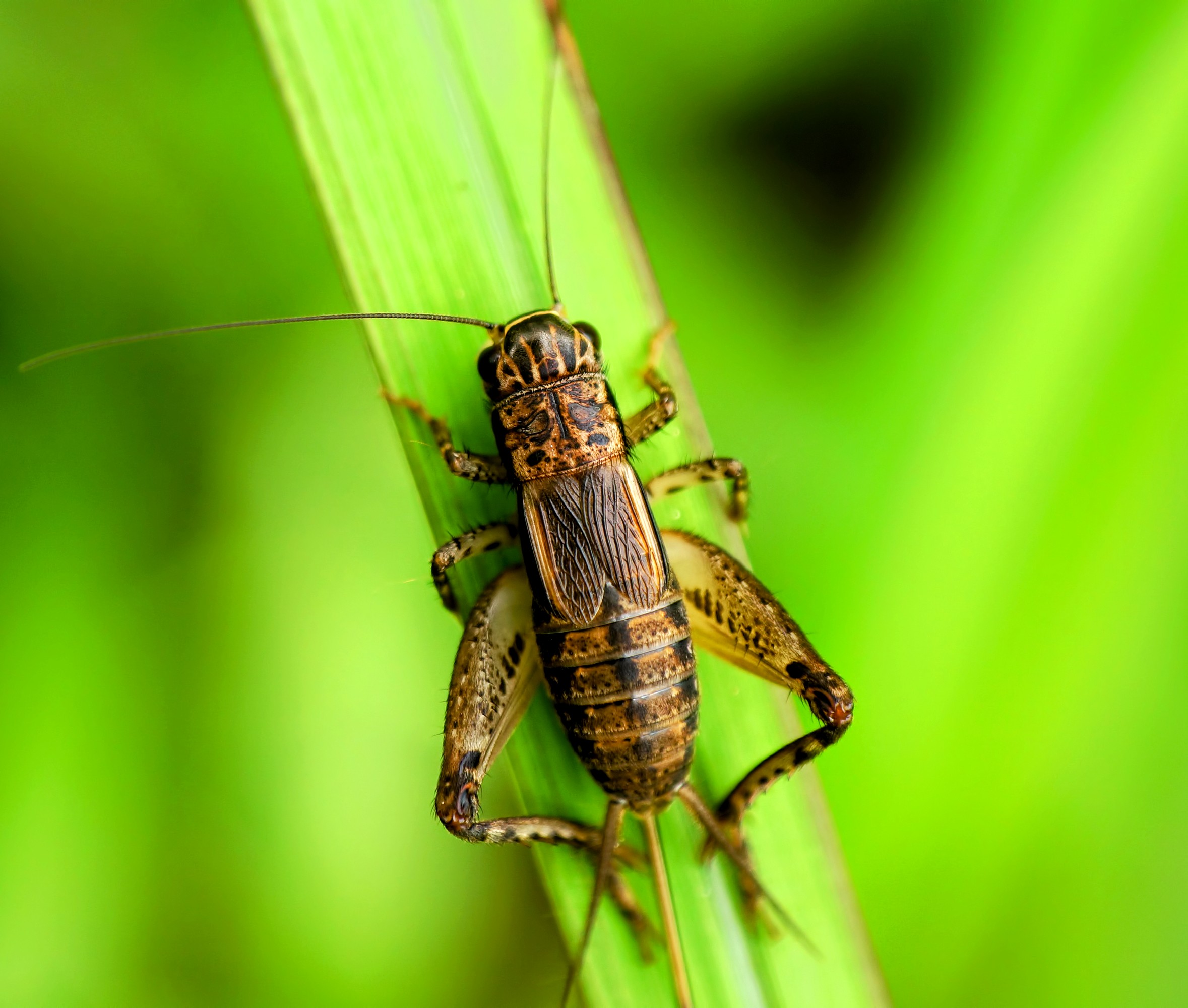 Crickets