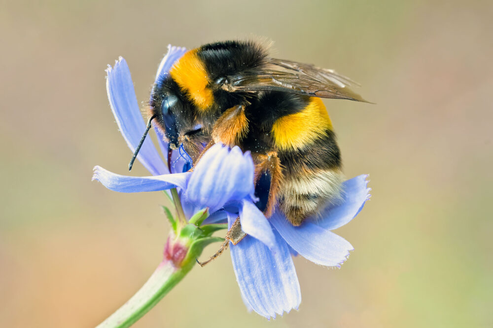 Bee evolution occurred tens of millions of years earlier than