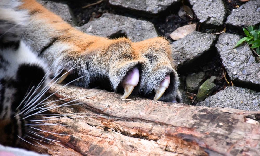 Declawing large cats is a cruel practice with shocking impacts