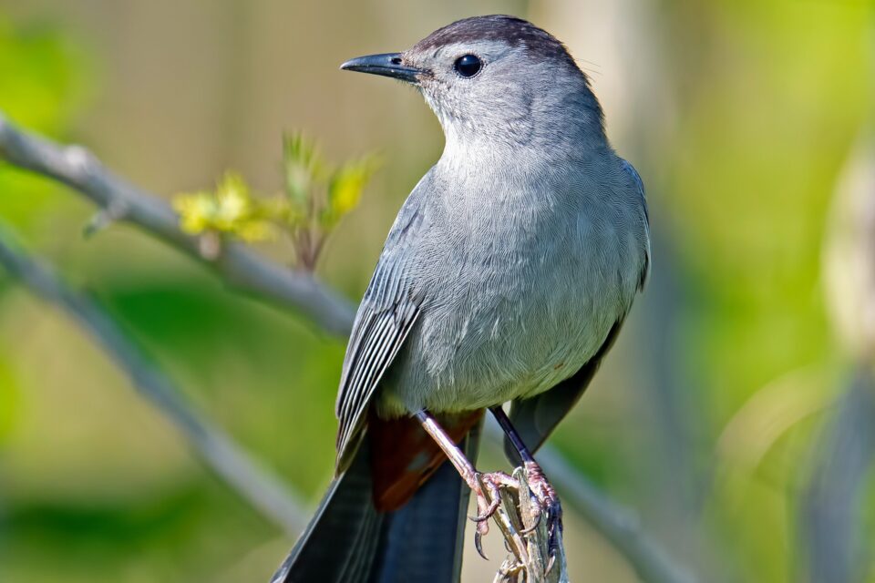 Study reveals startling impacts of artificial light on backyard birds