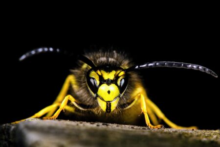 Genetic journey of the common wasp revealed through citizen science