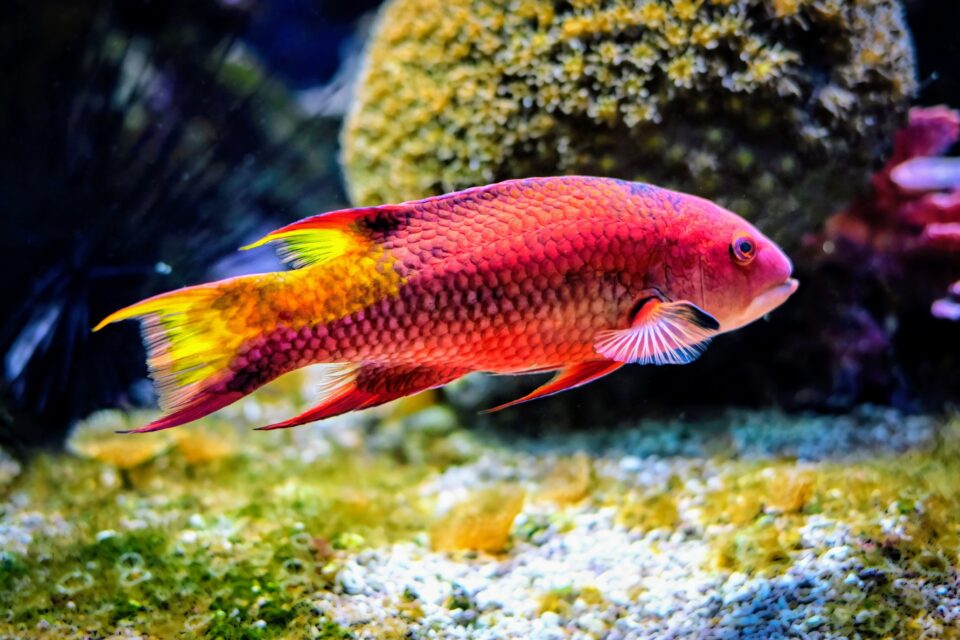 The fish that sees with its skin Hogfish can watch their own color