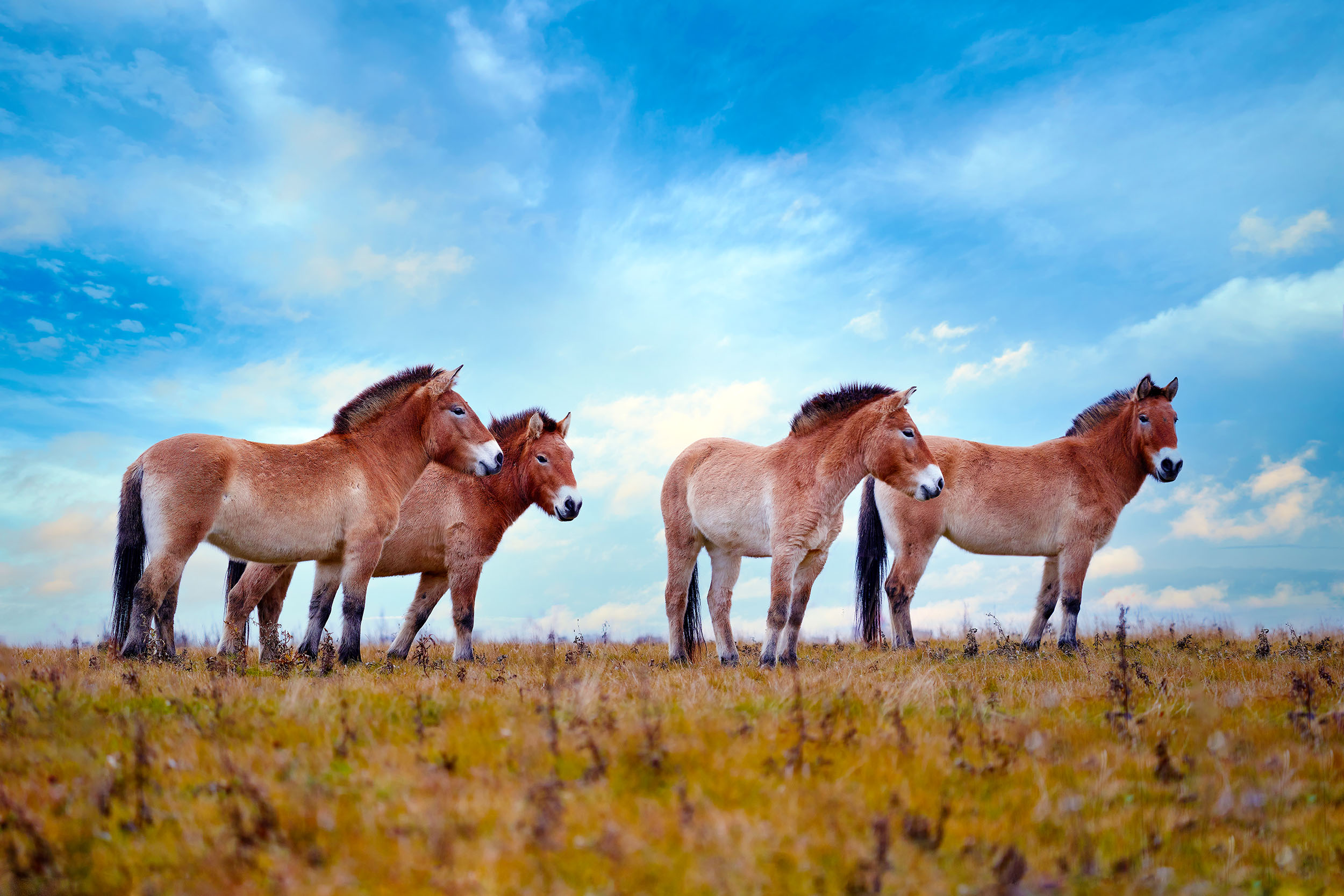 Wild horses, just like humans, live in a complex, multilevel society ...