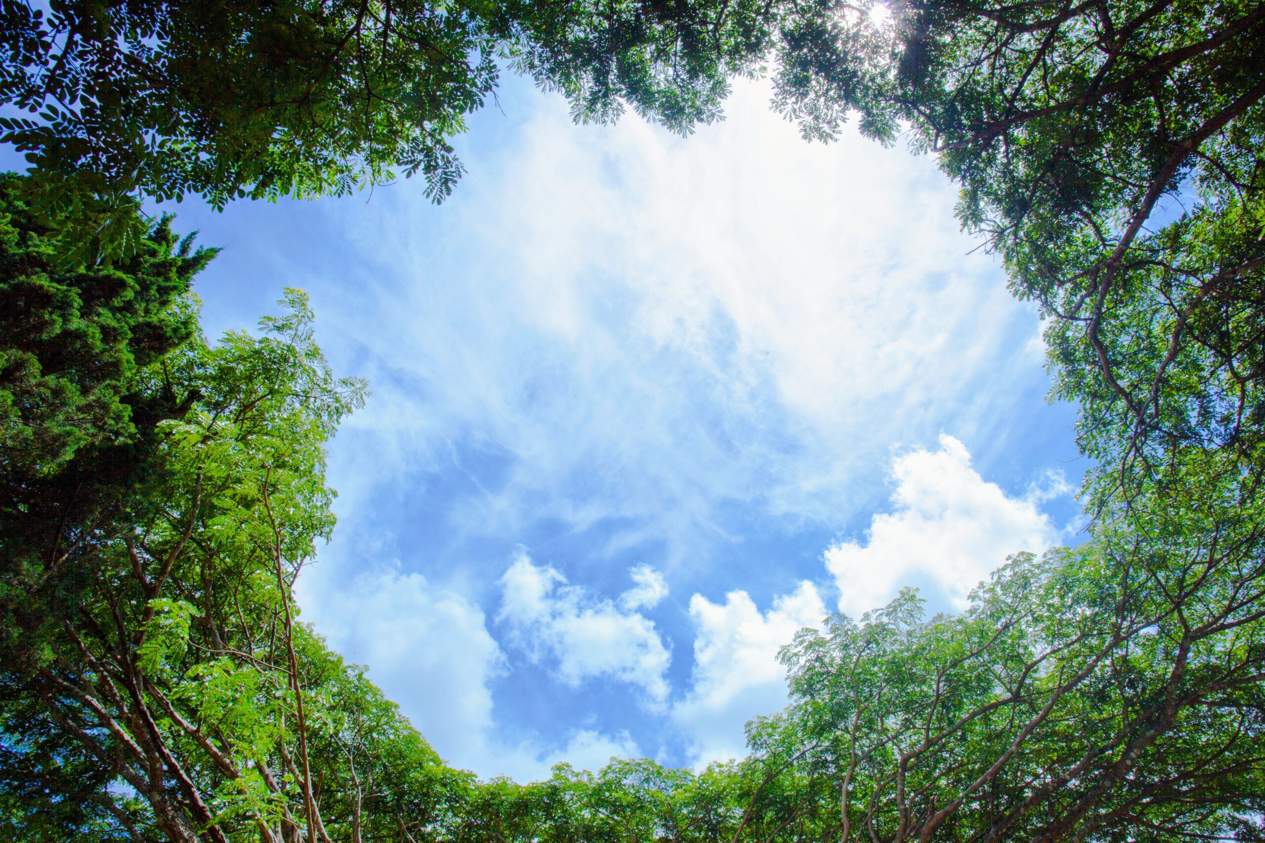 Mysteries in the sky How trees impact cloud formation