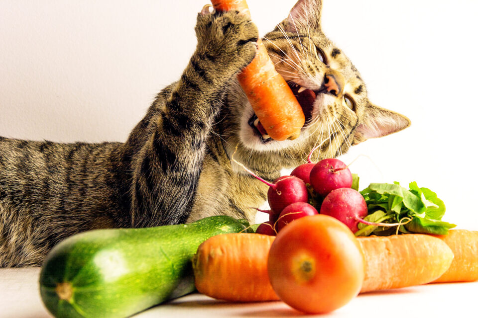 Cats are going vegan, and the results may surprise you •