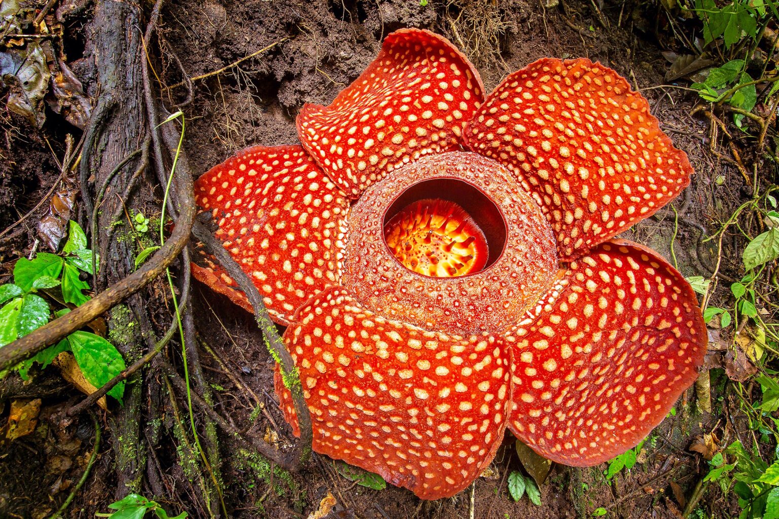 The corpse flower, smelliest flower on Earth, is at grave risk of