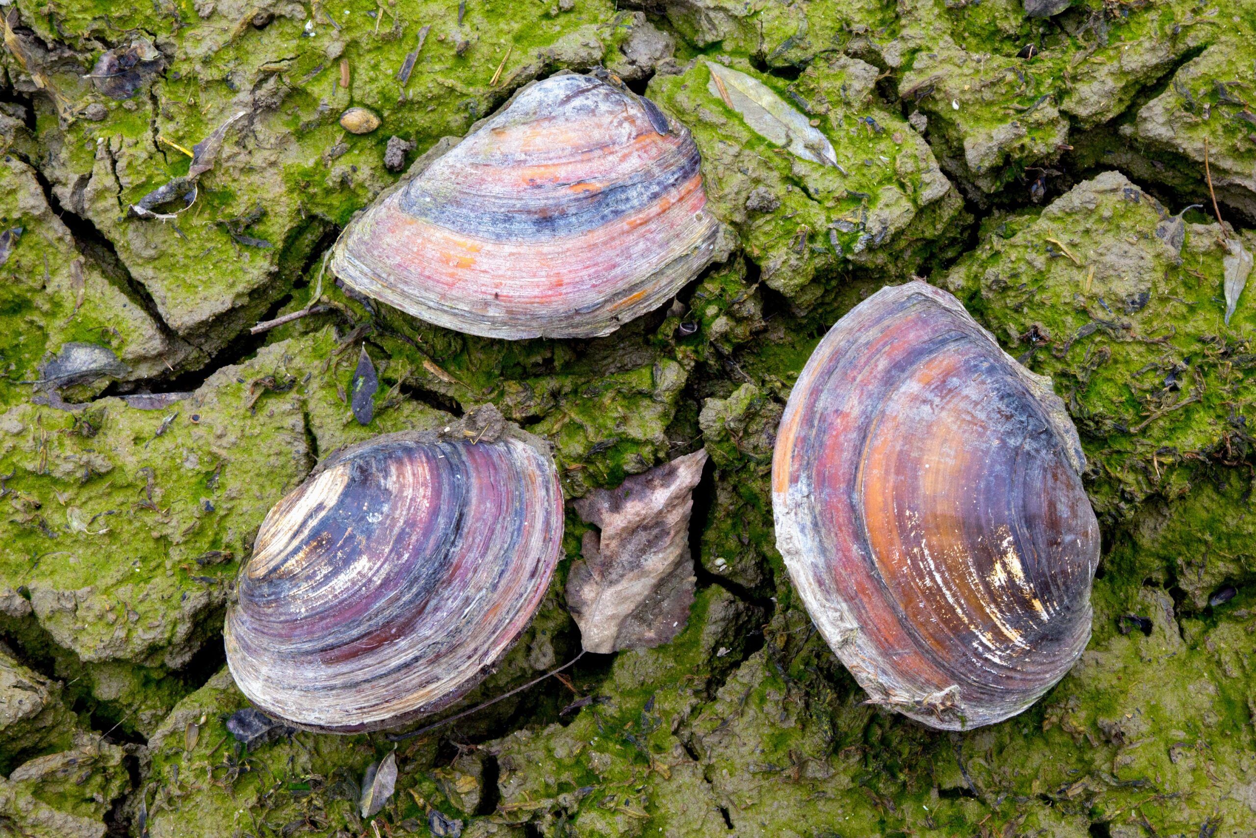 How freshwater mussels are threatened by sealevel rise