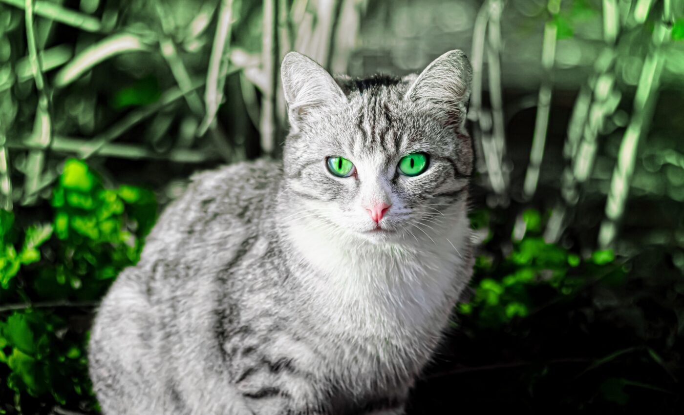 Fluorescence is found to be common in cats and many mammals - Earth.com