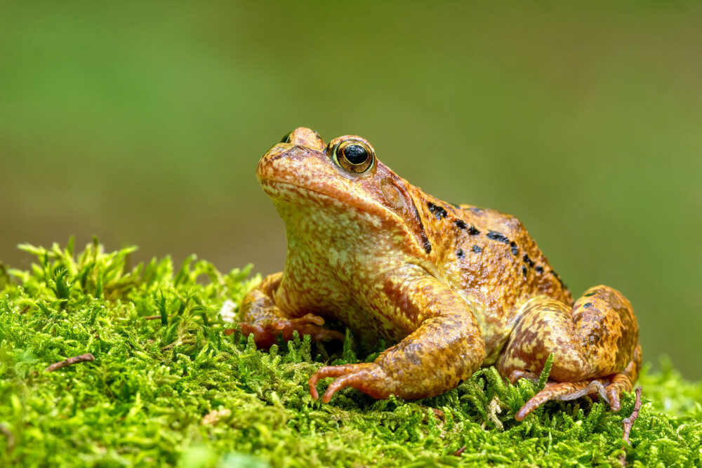 Female frogs fake their deaths to avoid sexual advances •