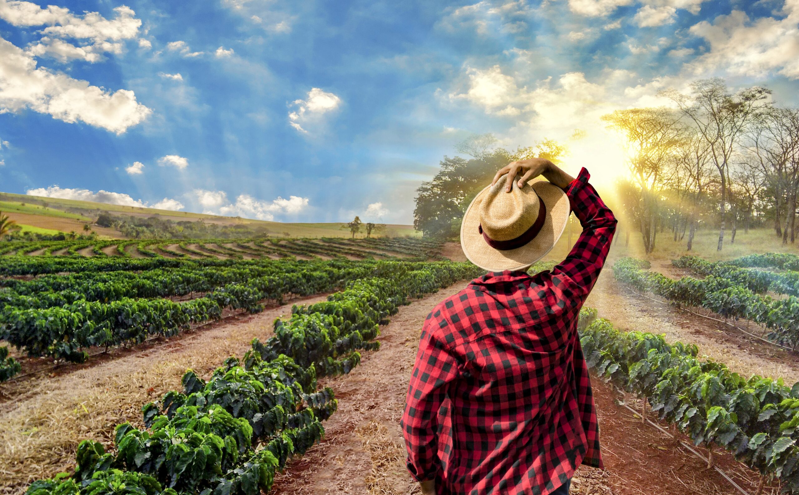 Coffee production threatened by loss of pollinators - Earth.com