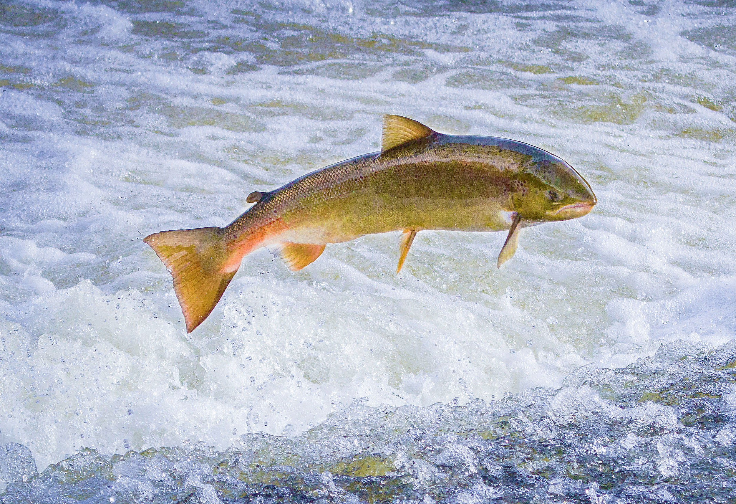 Feeding Salmon To Other Salmon Can Be Great For The Environment Earth Feeding Salmon To Other Salmon Can Be Great For The Environment Earth