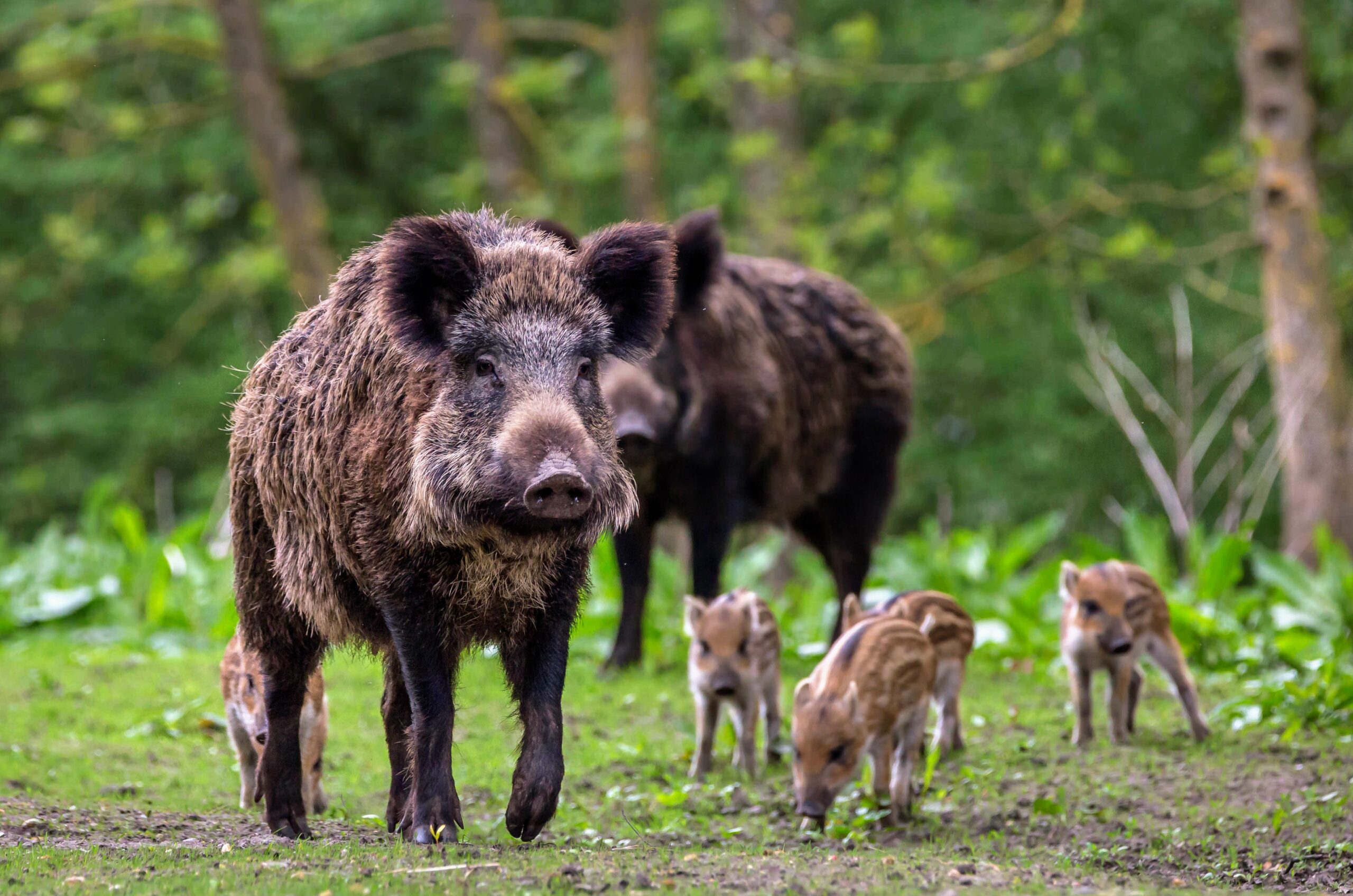 Explosive population growth of wild pigs slowed