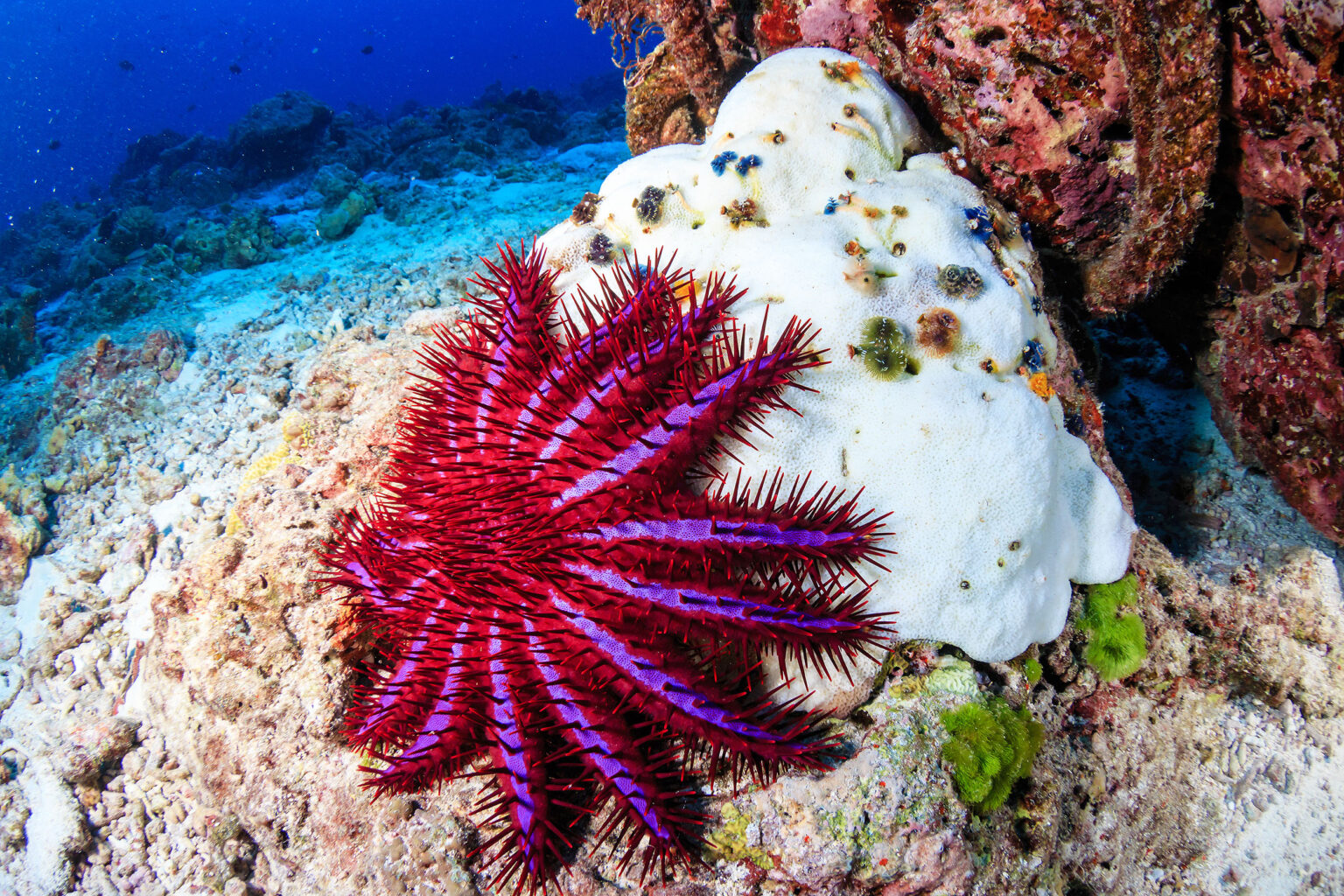 Crown-of-thorns starfish are the ultimate coral predators • Earth.com