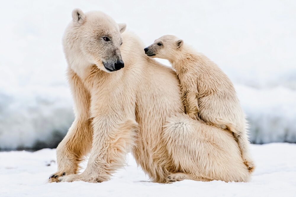 Radar imaging will help protect polar bears •