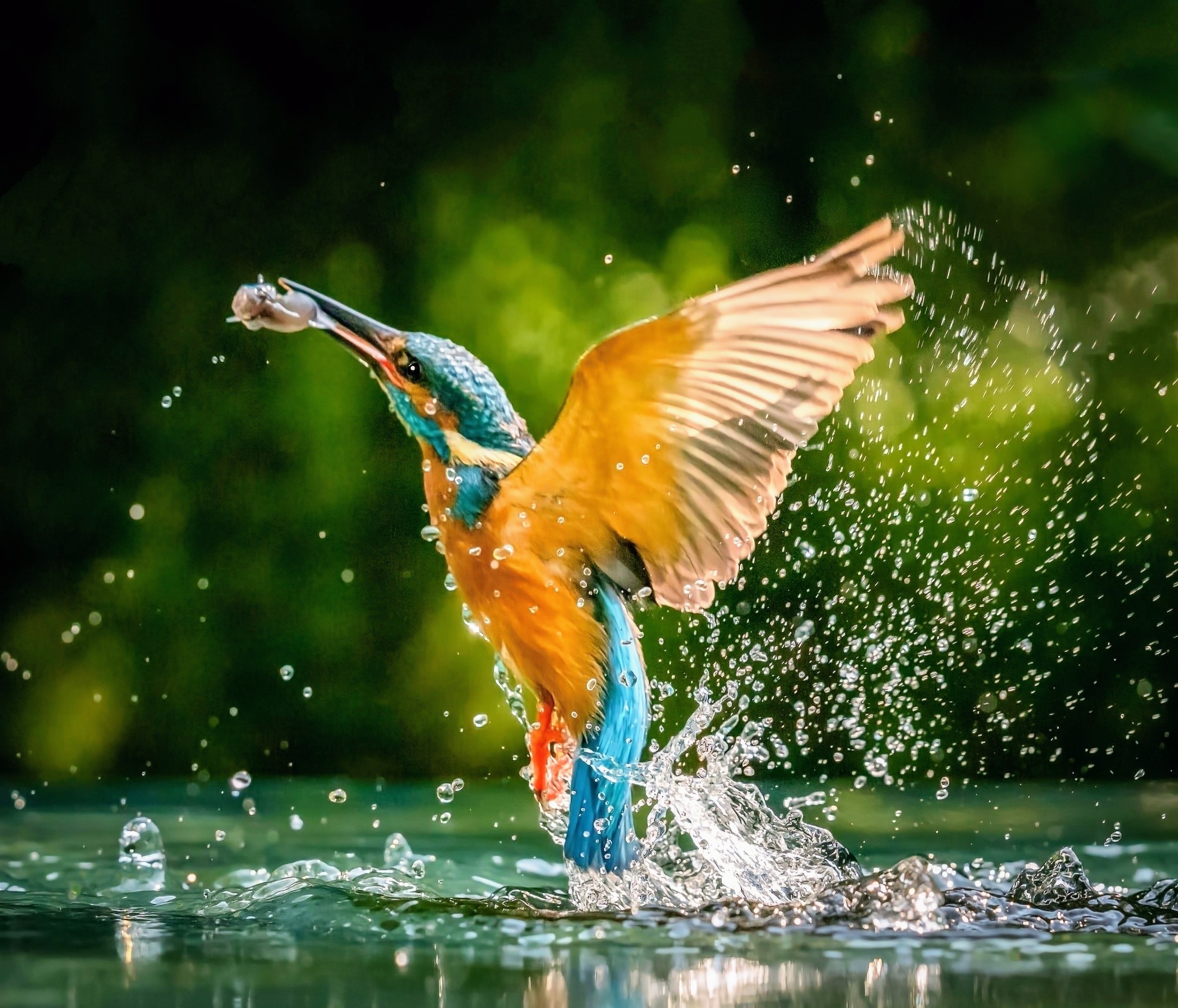 Kingfisher Sgi At Jaxon Lawson Blog Kingfisher Sgi At Jaxon Lawson Blog