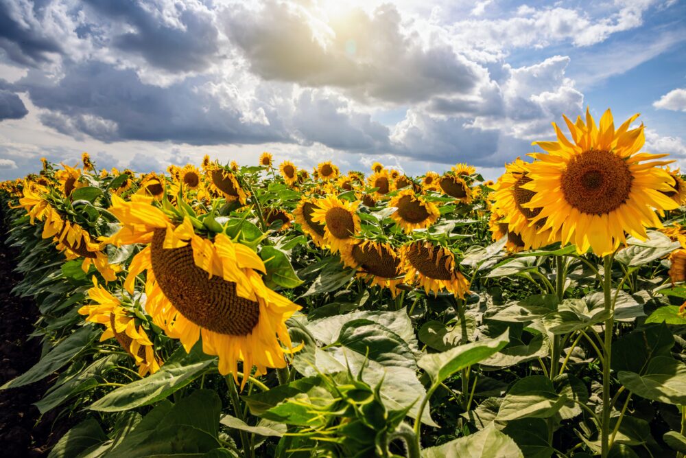 How sunflowers see the sun by using light response •