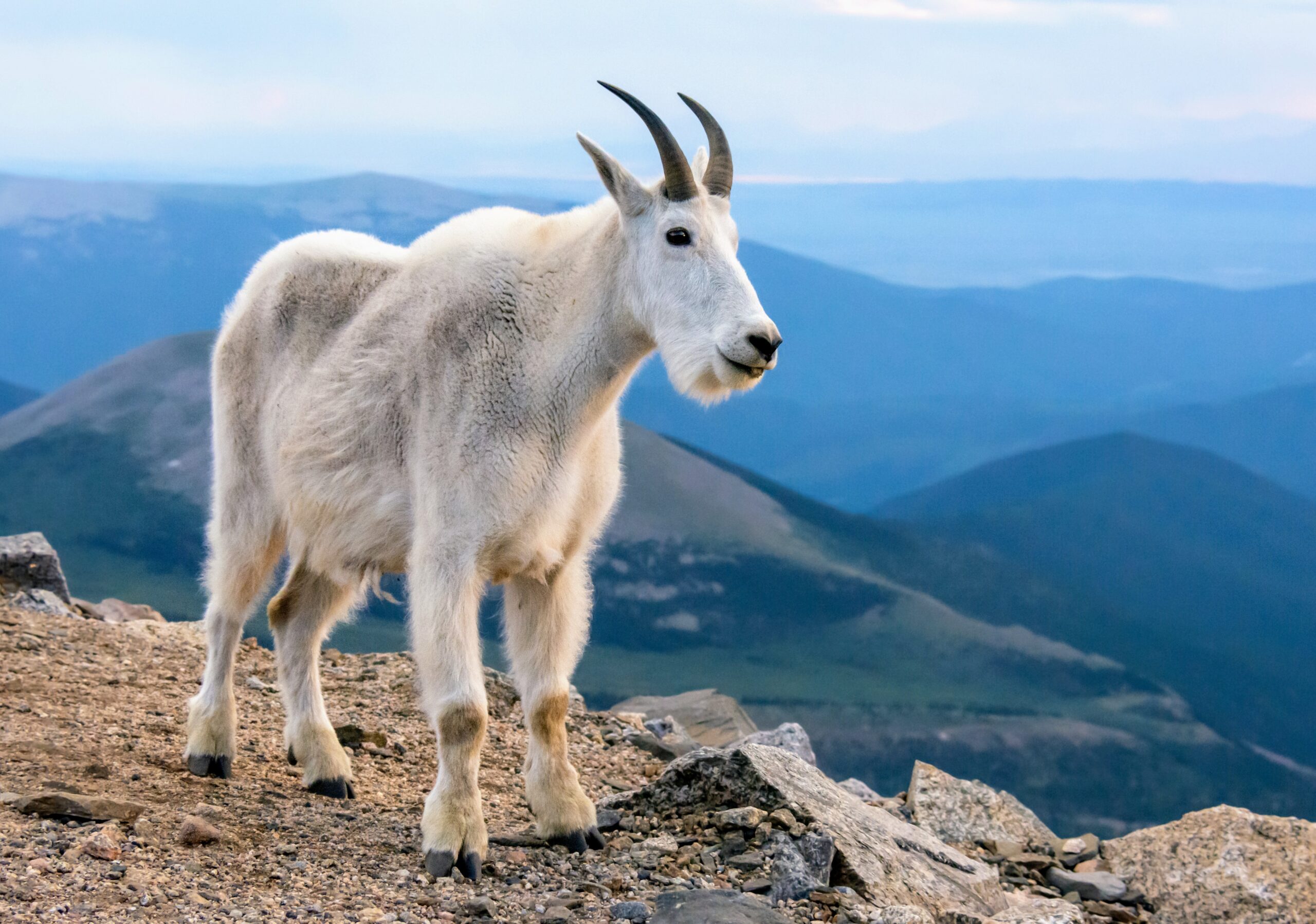 Snow Offers Mountain Goats Relief From Biting Insects Earth Snow Offers Mountain Goats Relief From Biting Insects Earth