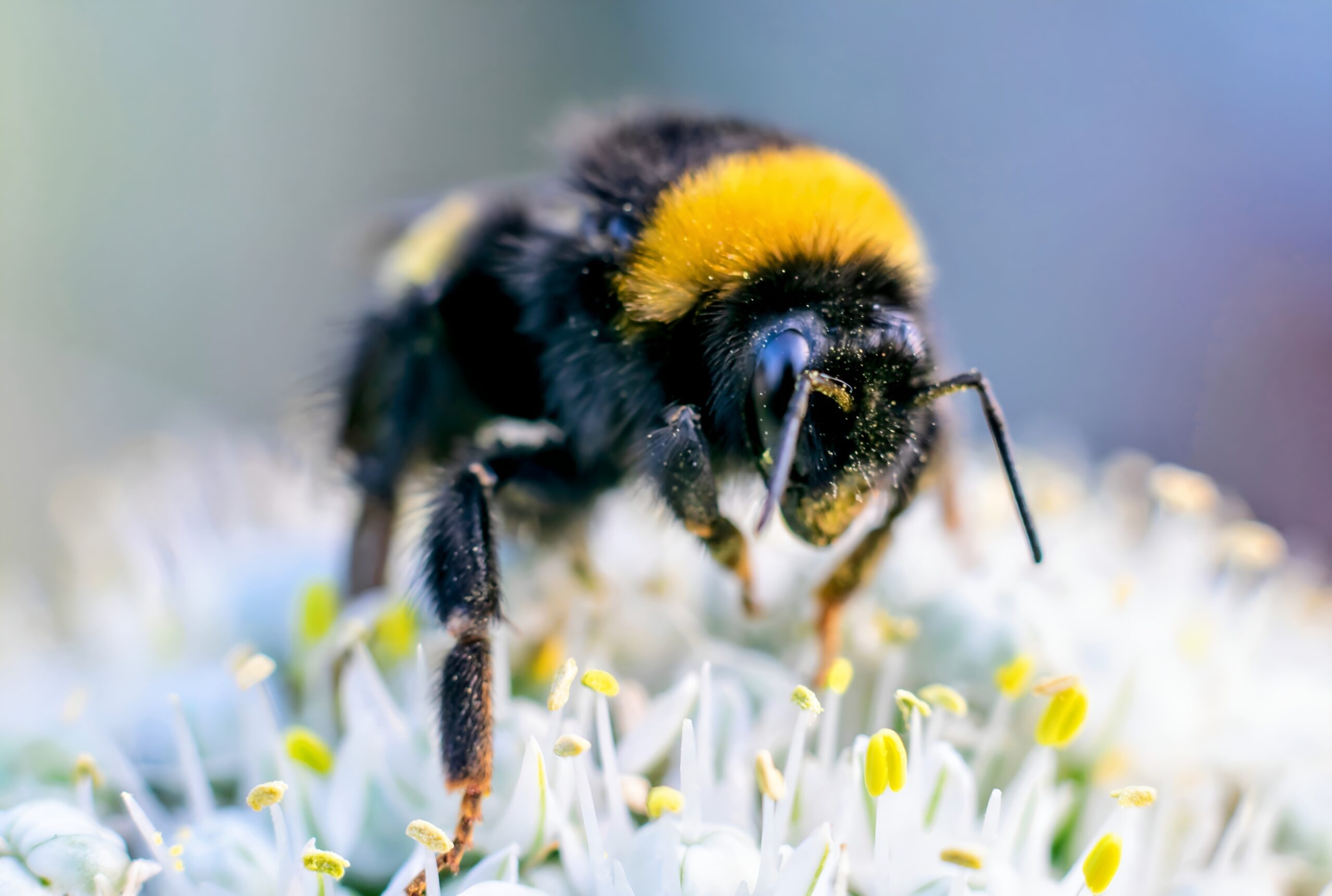 Bumblebees can't taste lethal pesticides in nectar
