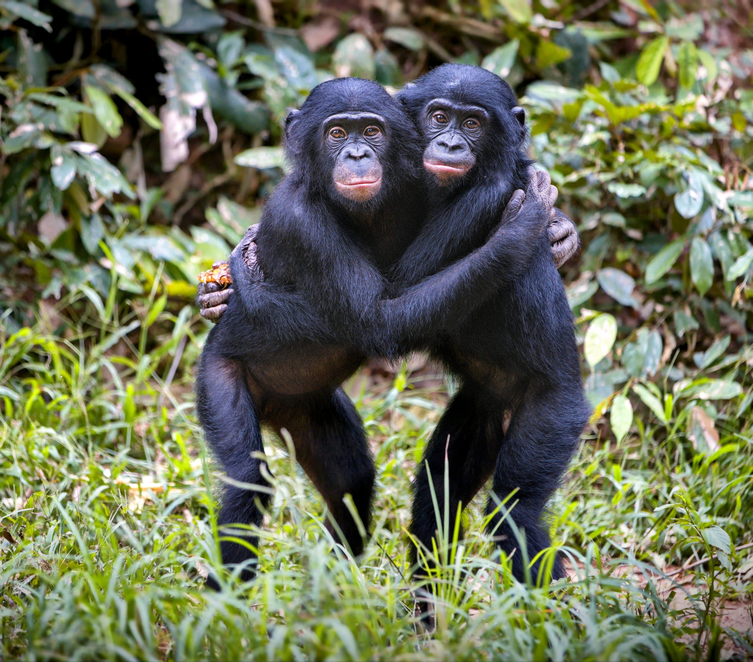 Bonobos Cooperation Challenges Beliefs About Human Evolution Earth