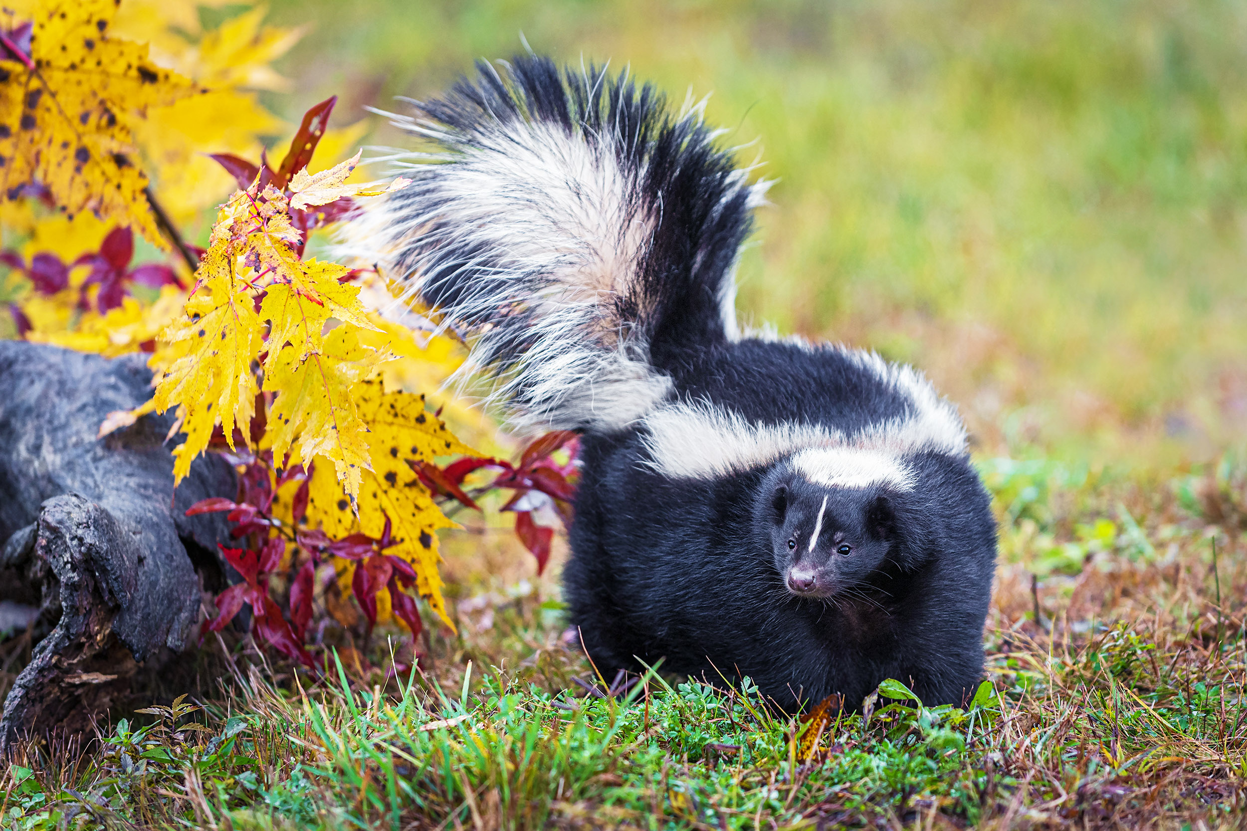 Skunks Stripes Are Different Depending On Where They Live Earth