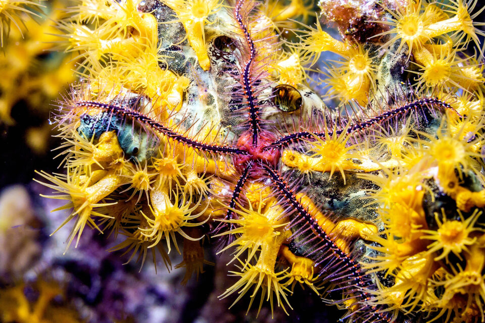 Brittle stars have no brain but still manage to learn •