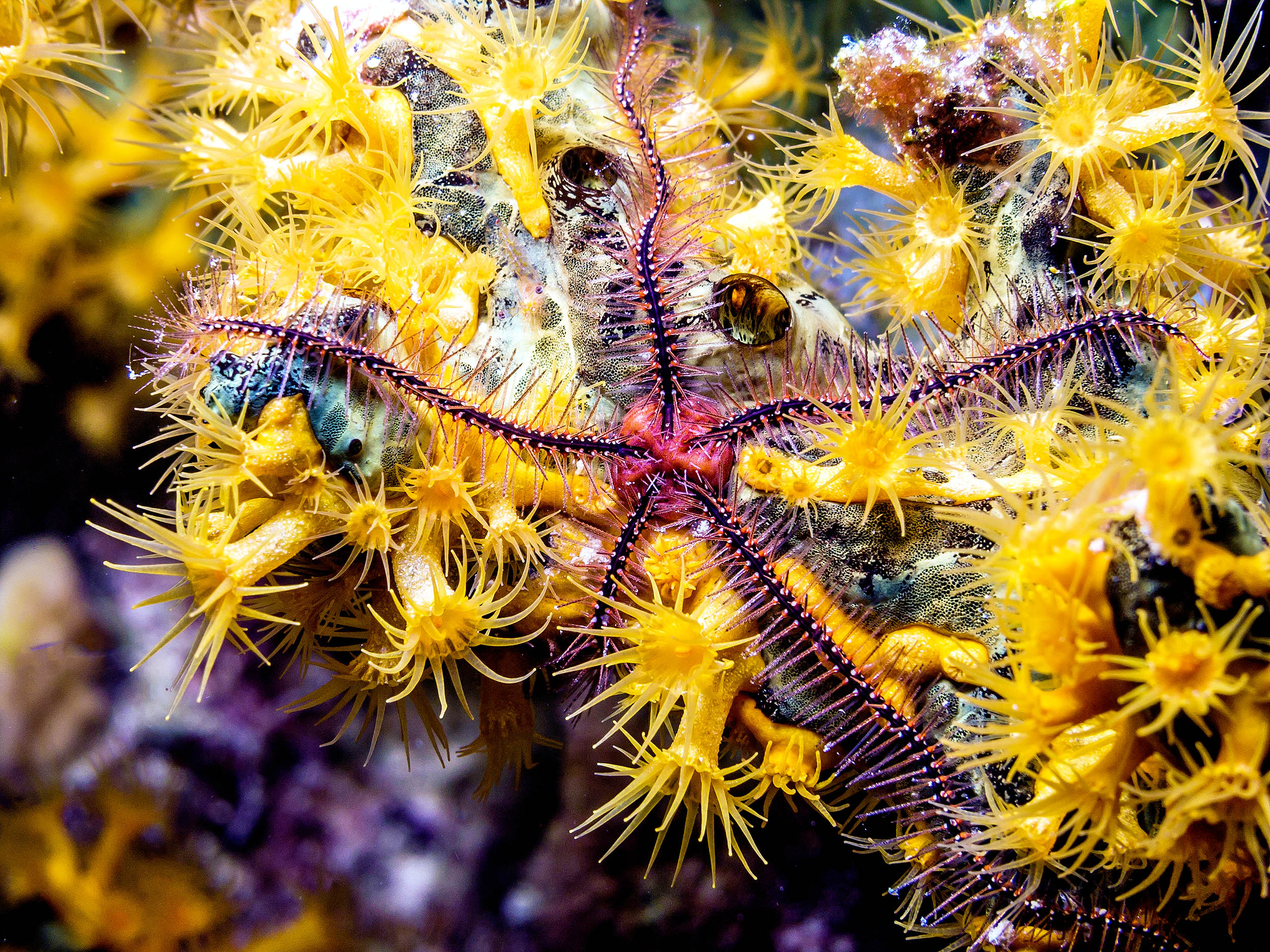 Brittle stars have no brain but still manage to learn