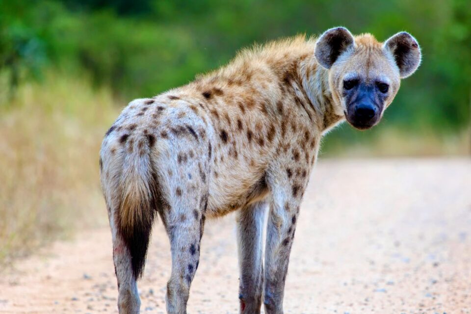 "Friendly" hyenas more likely to engage in mobbing behavior • Earth.com
