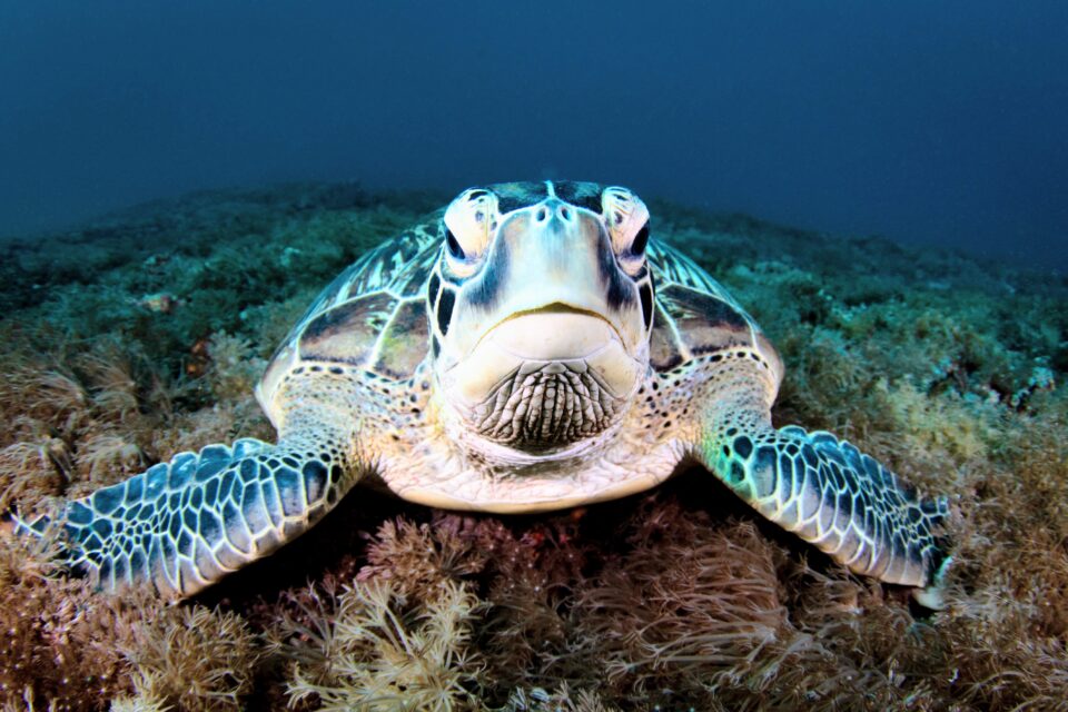 Nesting range of green turtles will explode in a warmer climate •