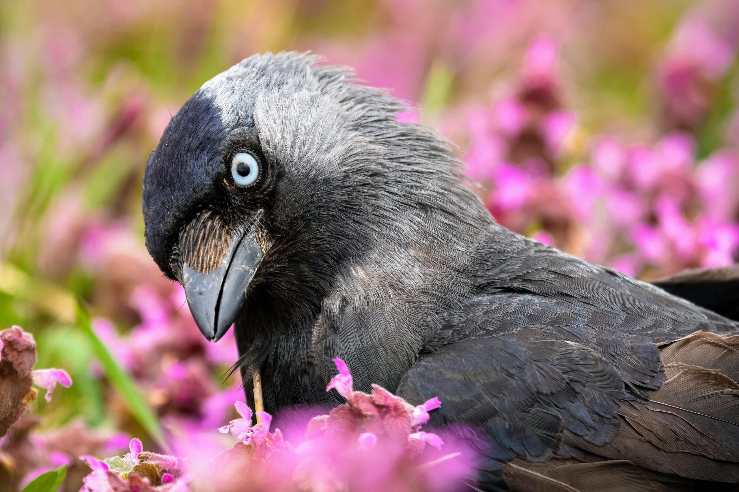 Jackdaws have a human-like response to memory overload - Earth.com