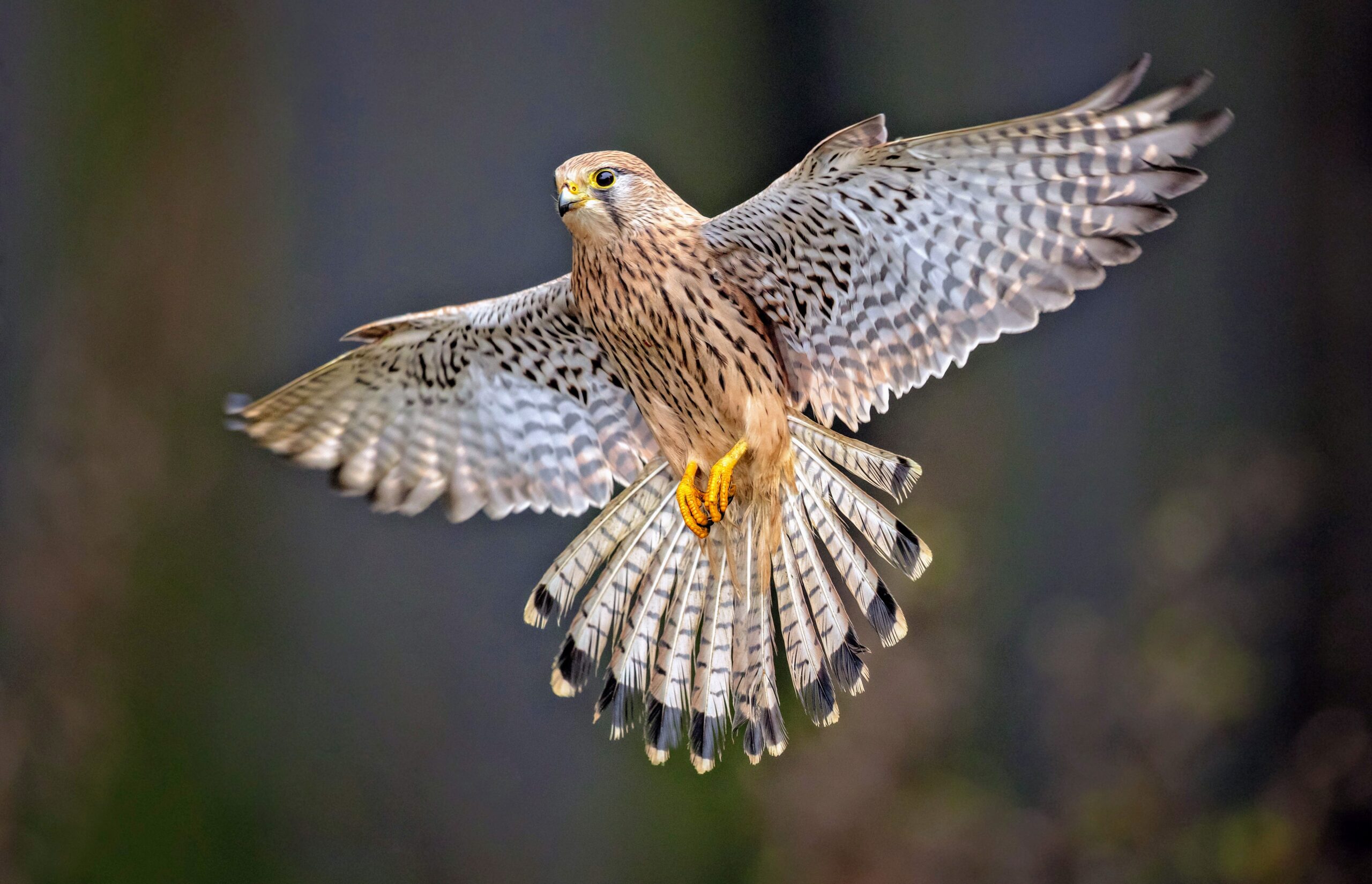 Green spaces shape bird characteristics in urban areas - Earth.com