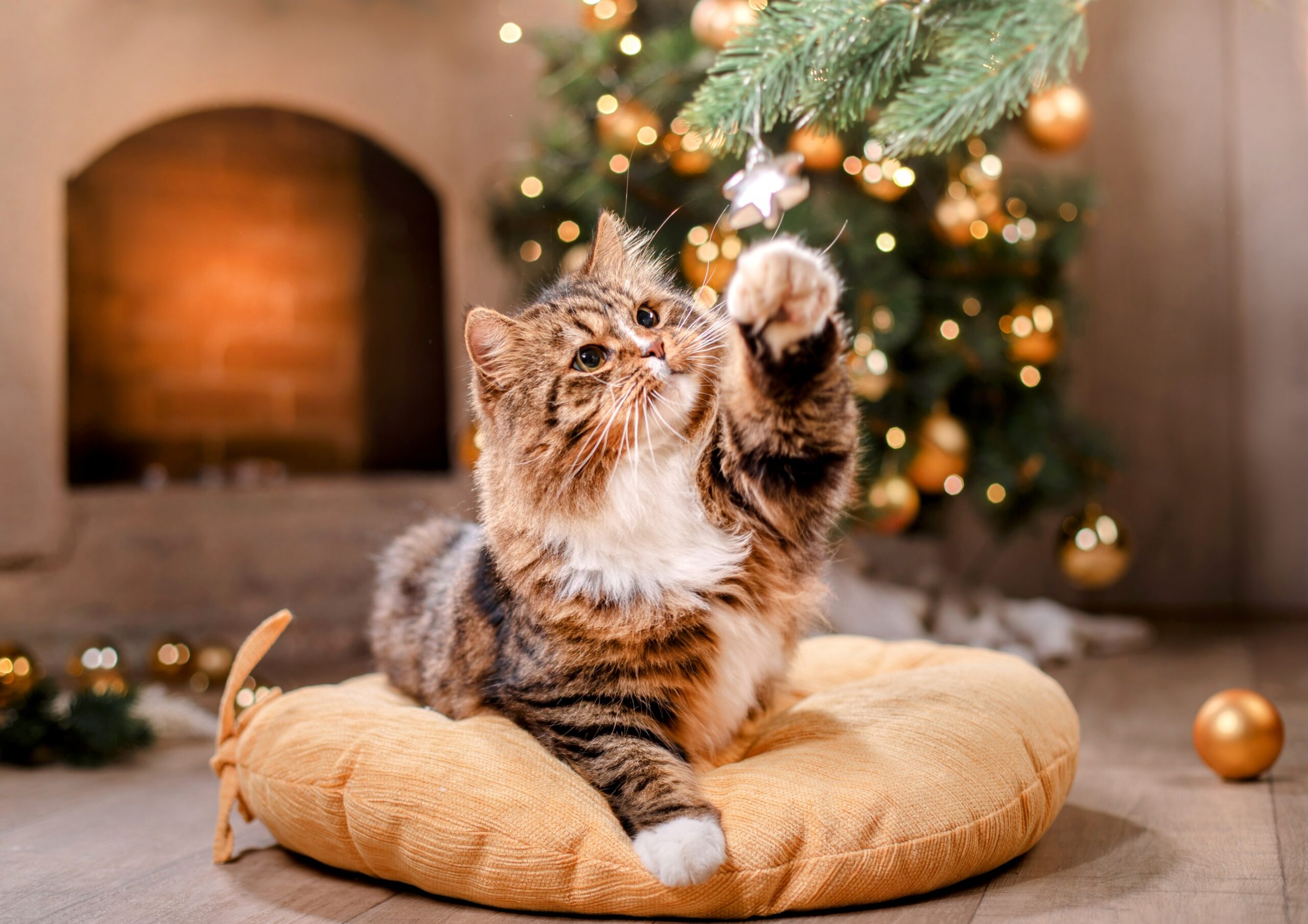 How to keep cats safe this Christmas