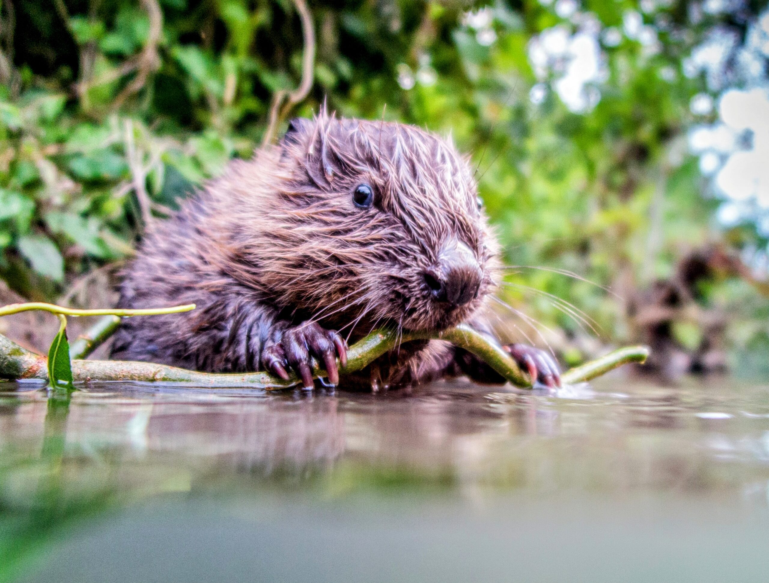 Boosting beaver populations could have toxic consequences