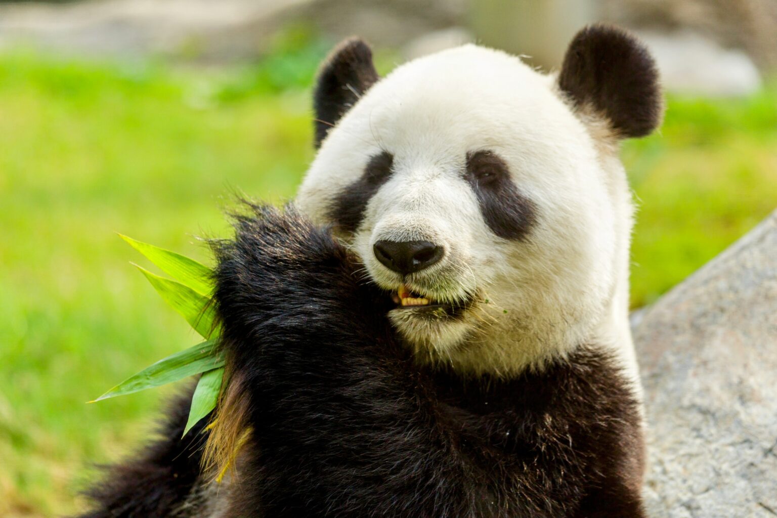 Pandas maintain social networks much like humans do •