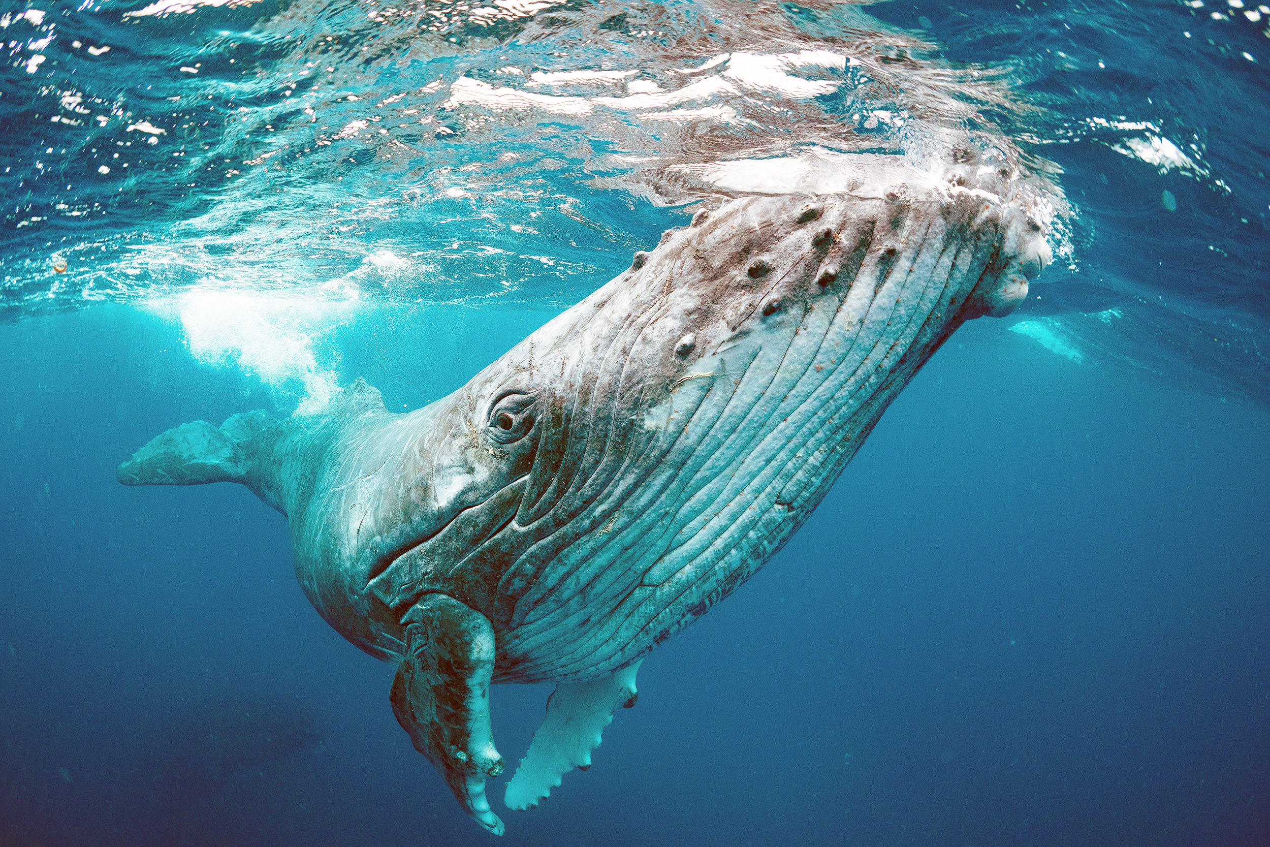 Blue Whales Baleen Plates