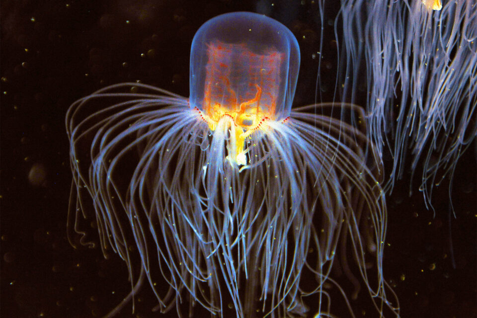 Jellyfish can regenerate functioning tentacles in just a few days