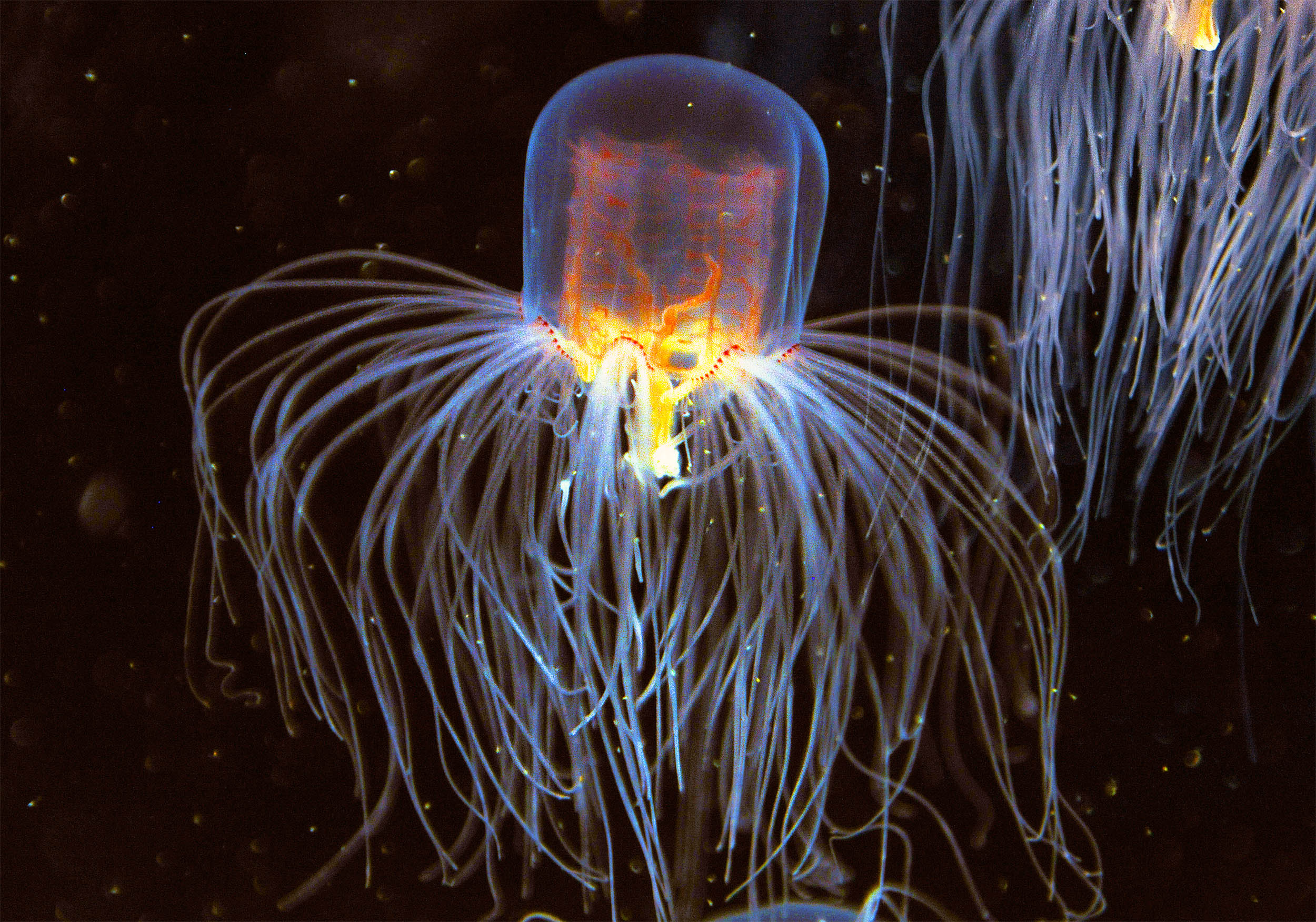 Jellyfish can regenerate functioning tentacles in just a few days