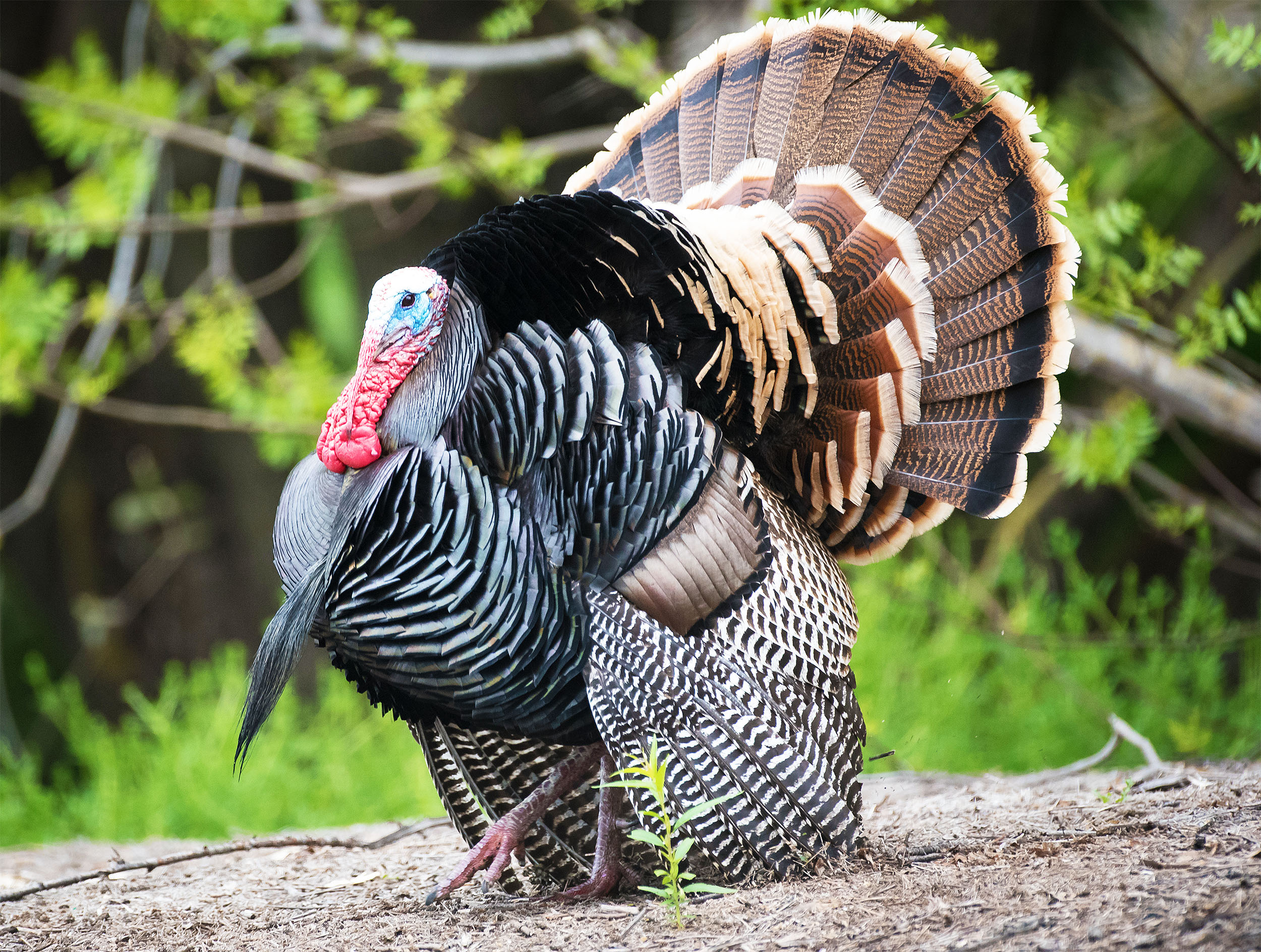 Uncovering the secrets of wild turkey nesting habits