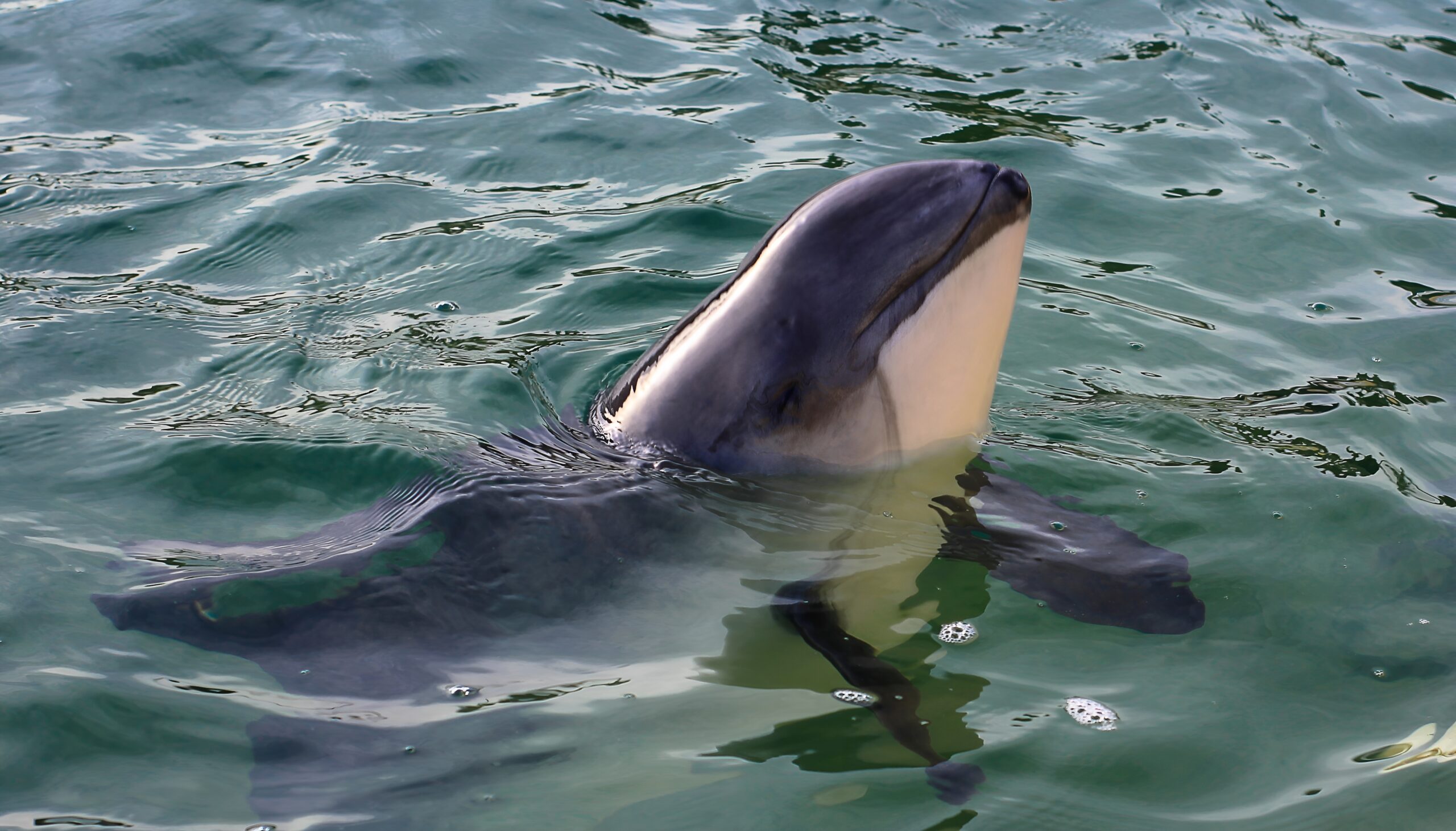 Millions of mysterious crater-like ocean pits are linked to porpoises