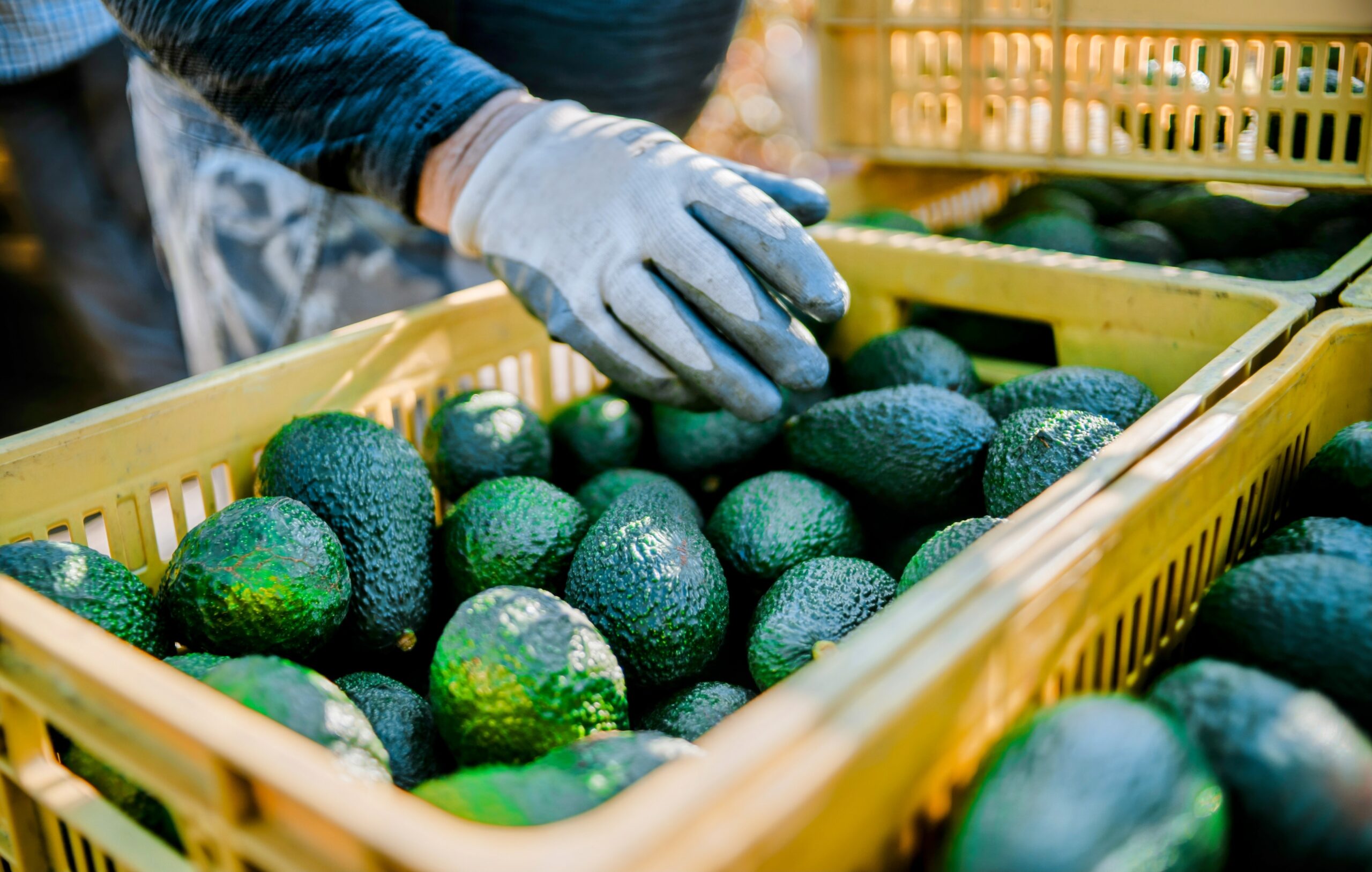 Private Avocado Scandal Rocks The World! - xajw11n