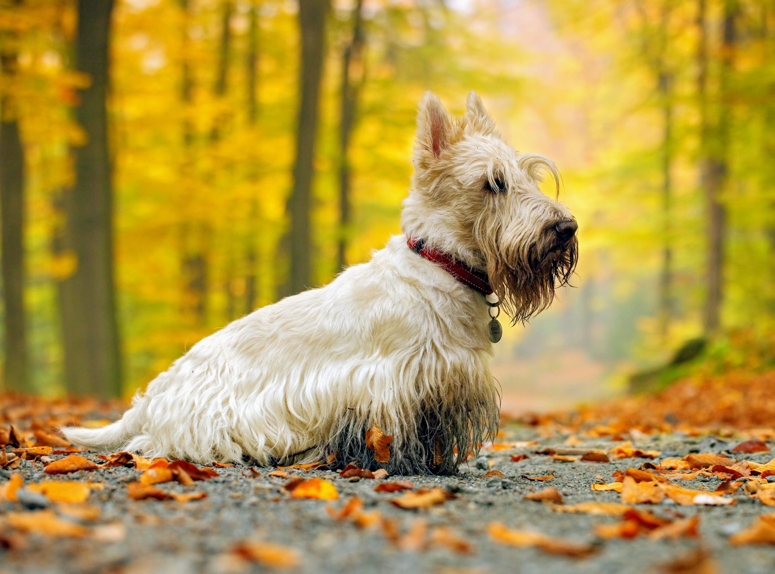 がんの広がりとどの段階が関係があるのか