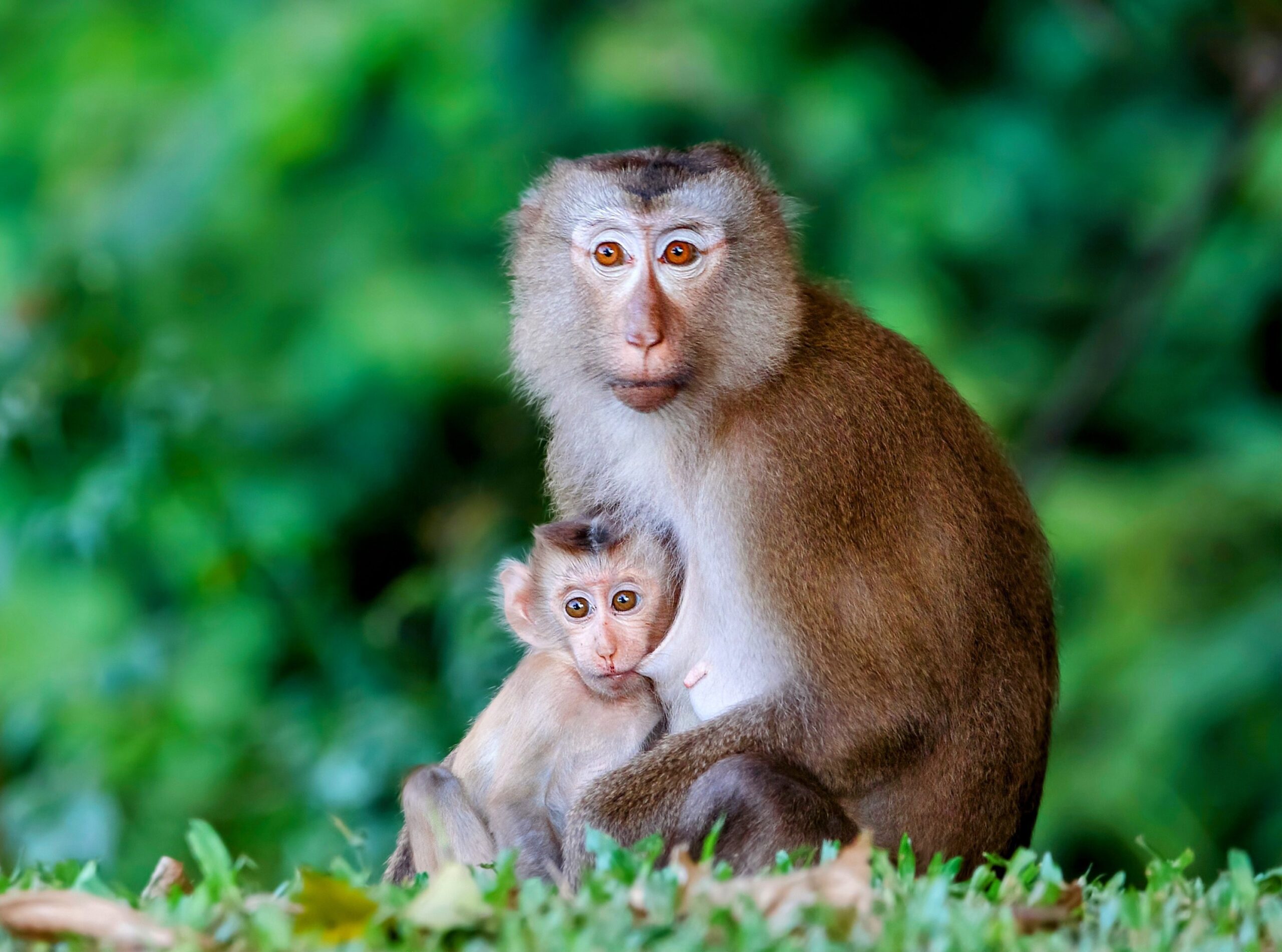 Lethal attraction Plantations are deadly for infant primates