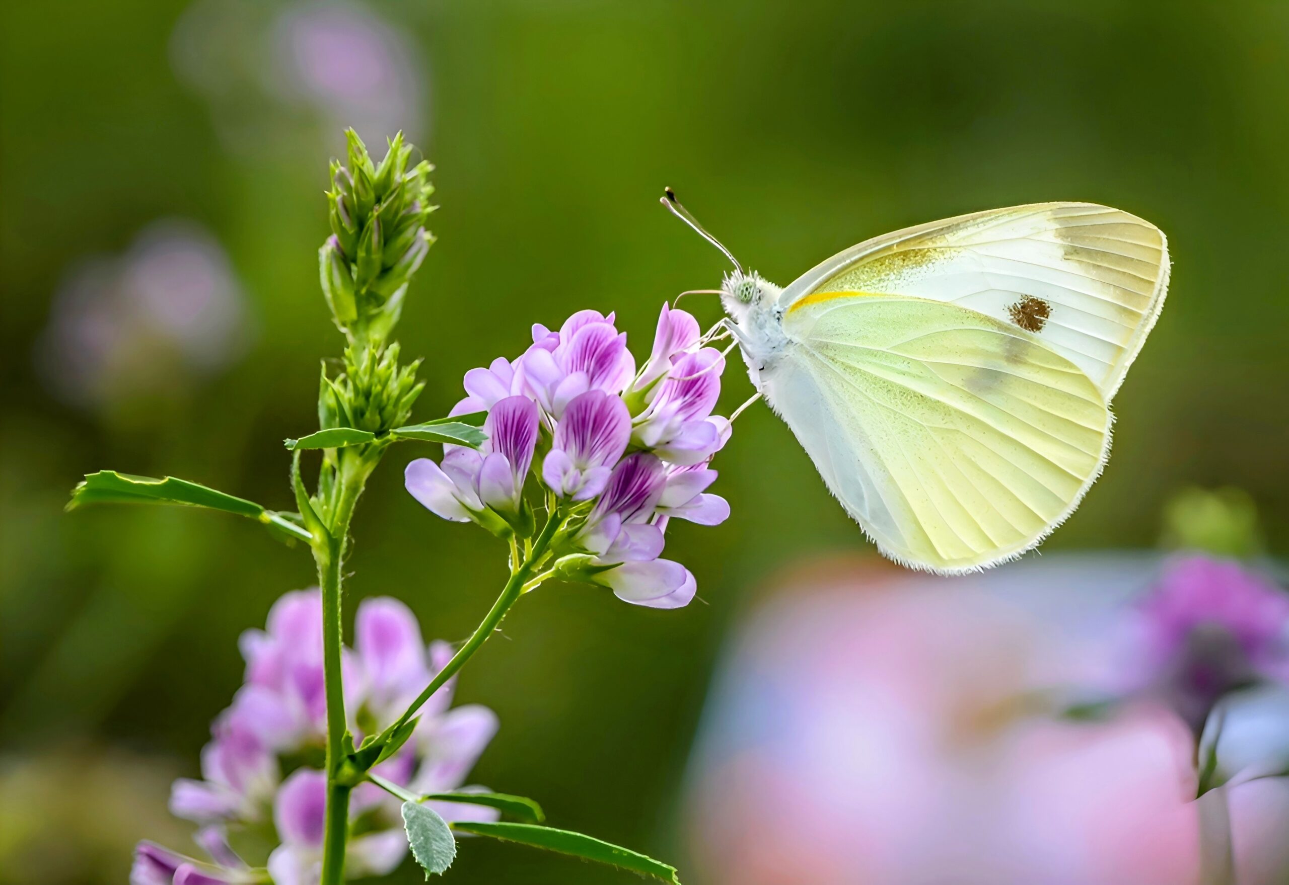 Some butterflies are better at regulating their body temperature