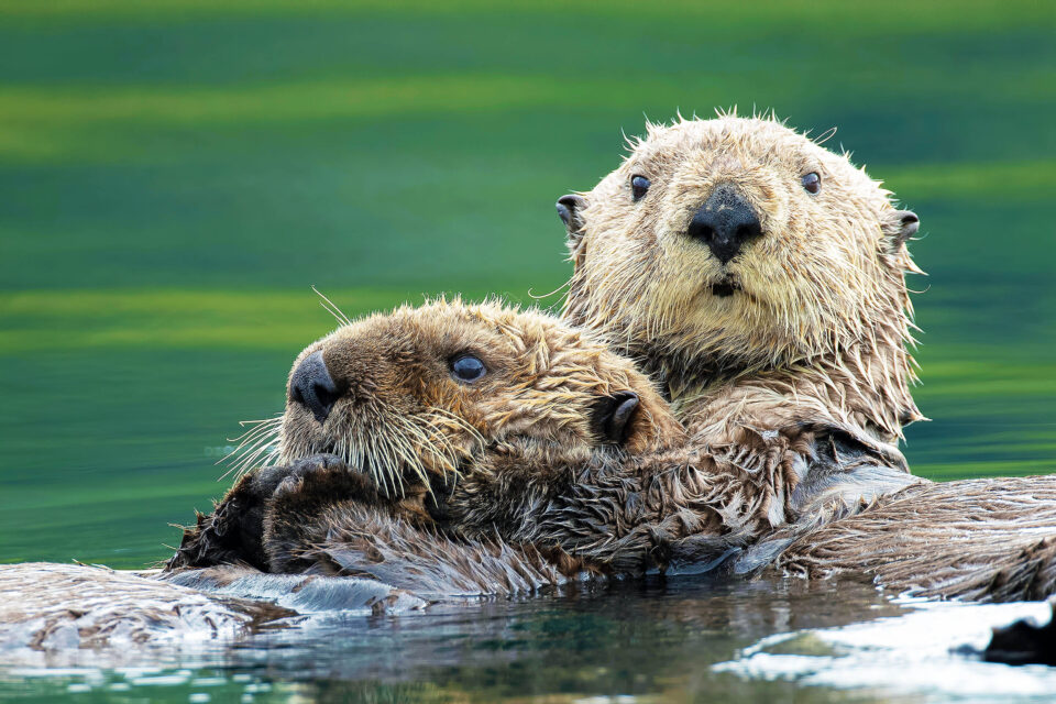 How aquatic mammals keep their fur clean underwater • Earth.com