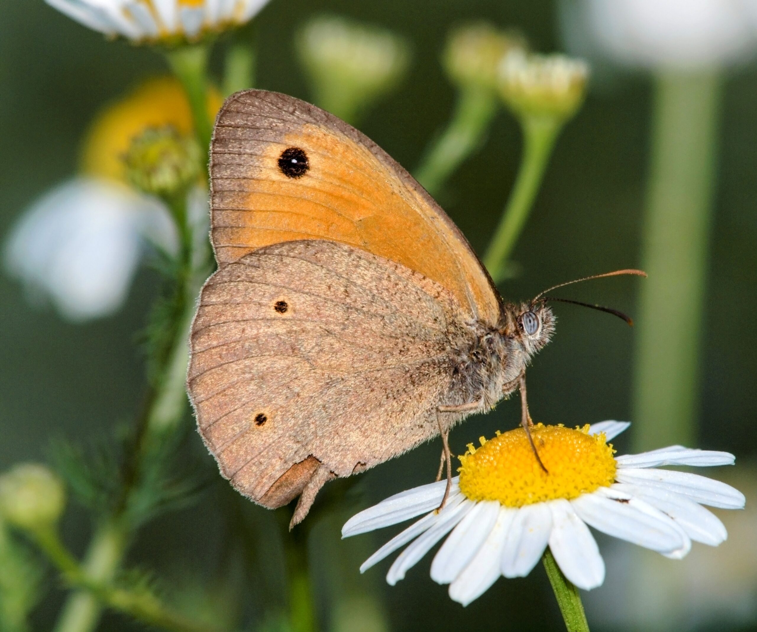 Meadow brown butterflies are losing their spots as temperatures rise
