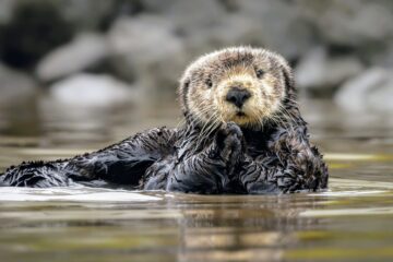Sea otters have protected kelp forests for a century • Earth.com